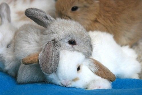 bunnies sleeping together.jpg